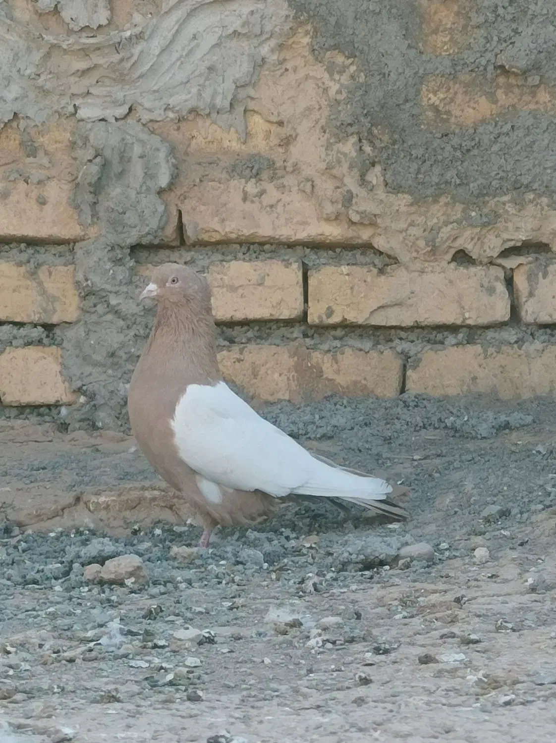 کبوتر|پرنده|فرمهین, |دیوار