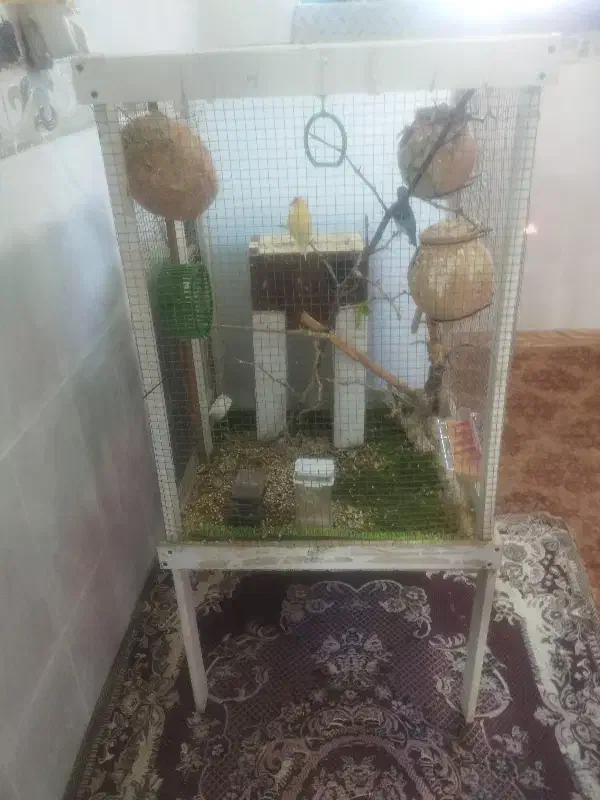 دوعدد مرغ فنچ با قفس|پرنده|سراوان, |دیوار