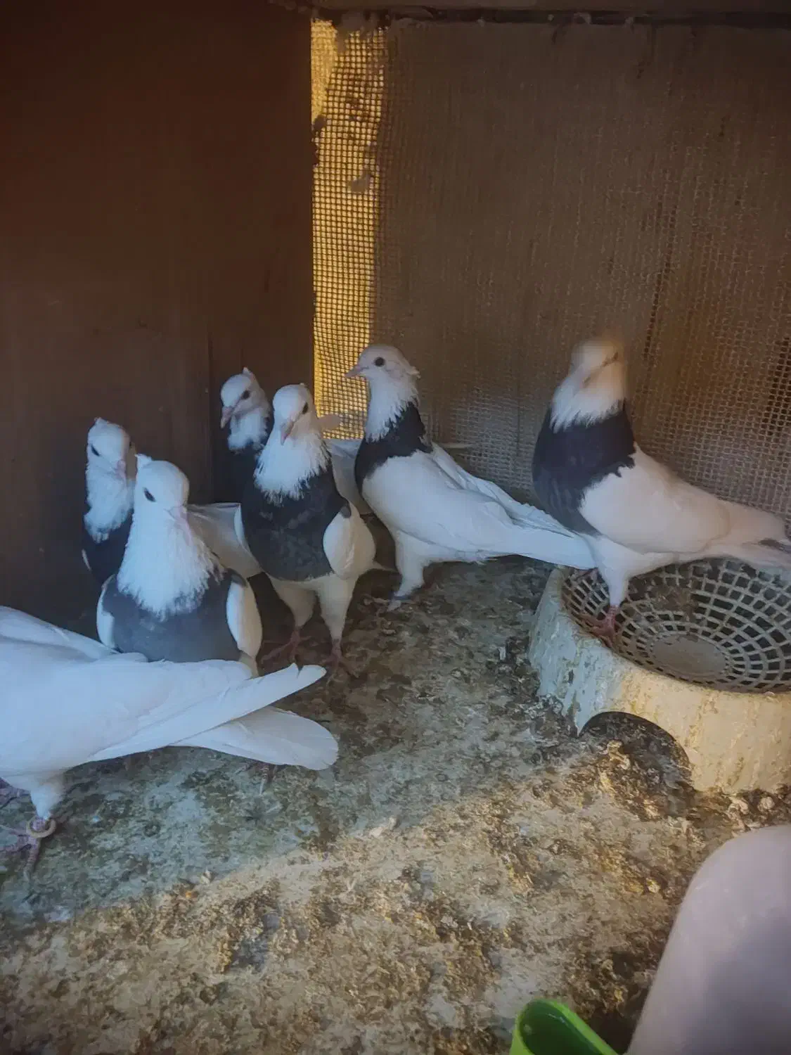 طوقی مشکی|پرنده|خمینی‌شهر, |دیوار