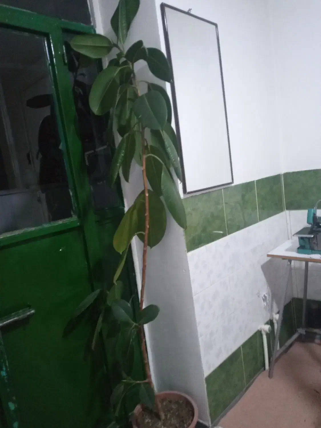 گل گوش فیل|گل و گیاه طبیعی|سقز, |دیوار