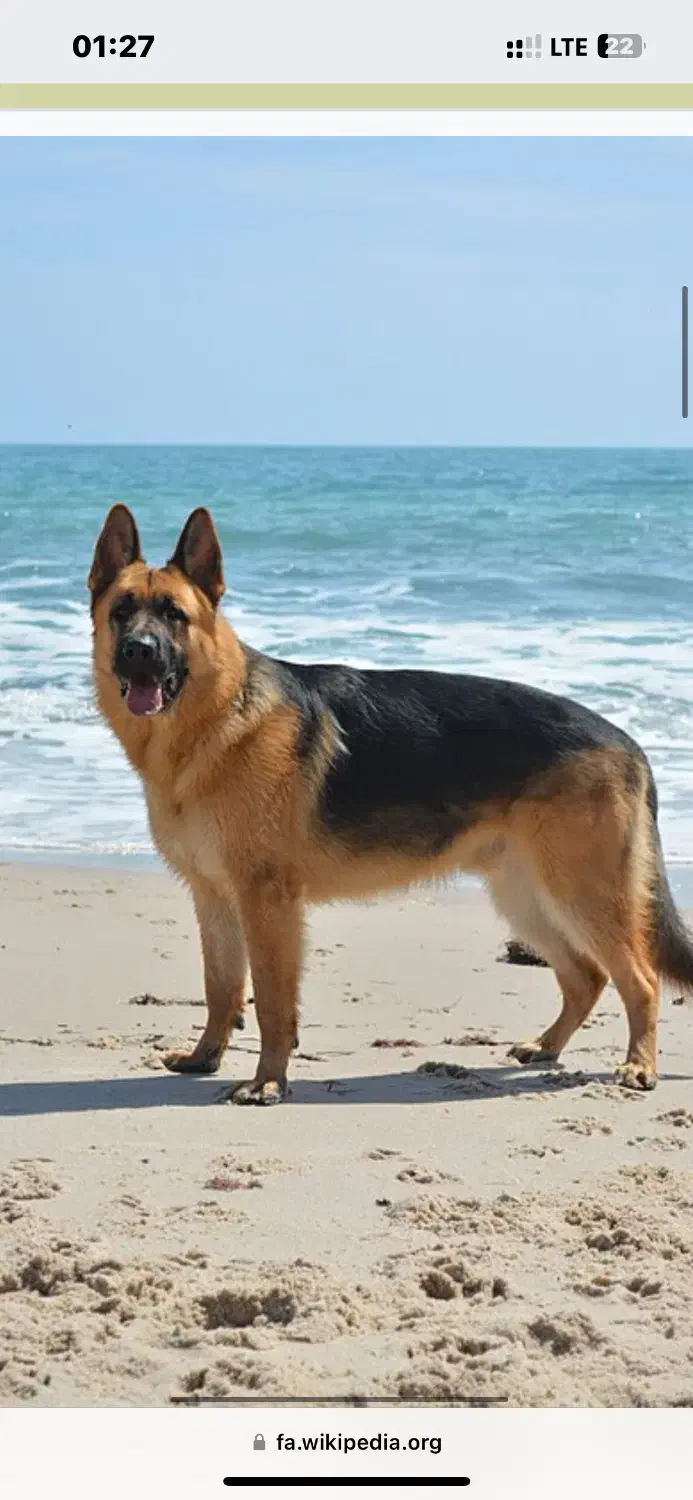 سگ ژرمن پیدا شده|سگ|بابلسر, |دیوار