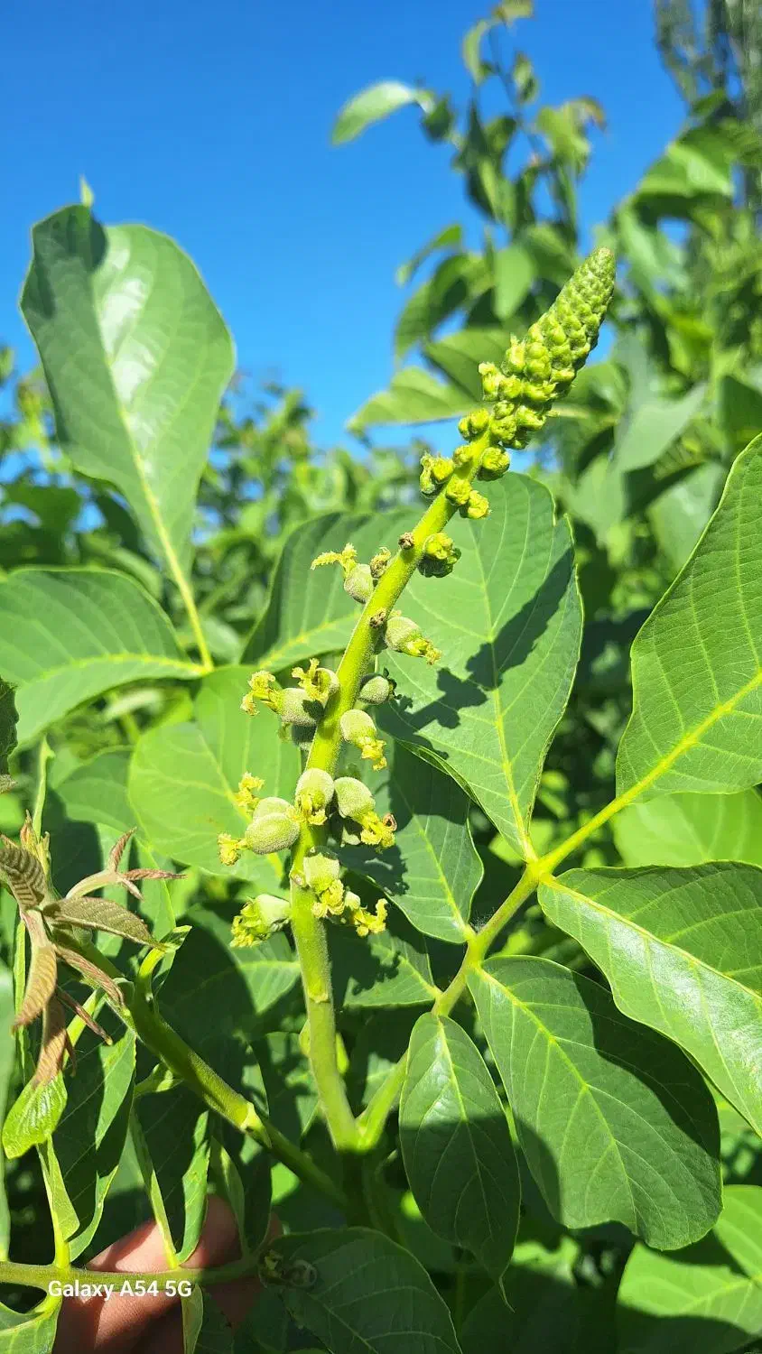 نهال گران نخرید از من تولید کننده بخرید|عمدهفروشی|شهرکرد, |دیوار