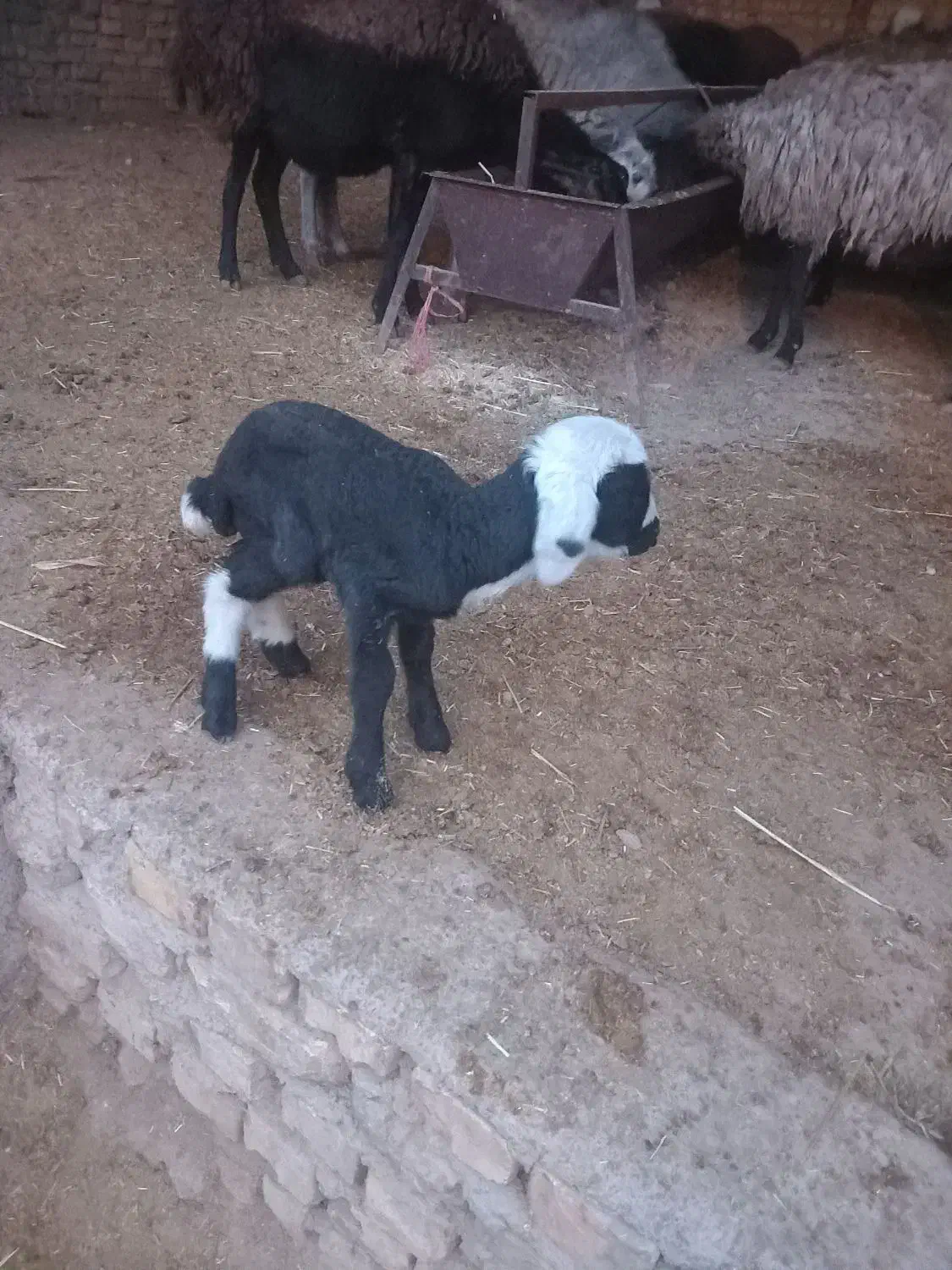 بره شیری ماک خورده|حیوانات مزرعه|جوادآباد, |دیوار