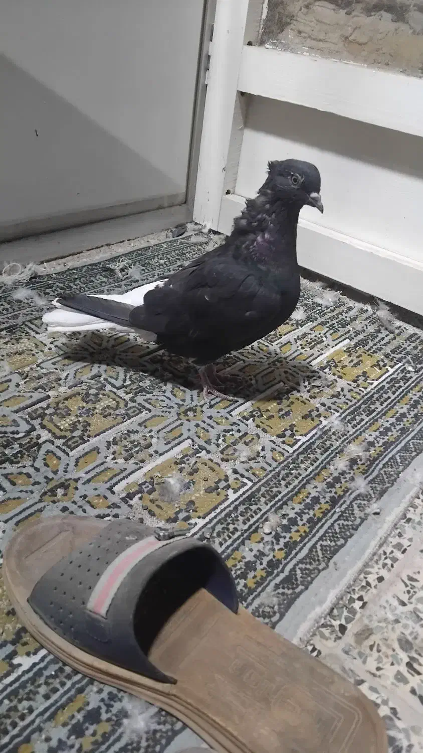 سه عدد کفتر سیاه دم سفید ماده|پرنده|نجفآباد, یزدانشهر|دیوار