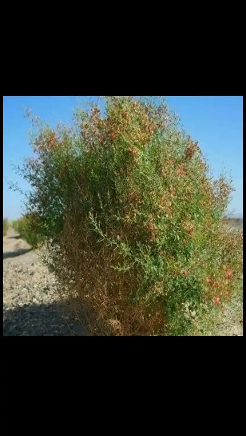 خارشتری سبز|عمده‌فروشی|سبزوار, کاشفی شمالی (دادگستری)|دیوار