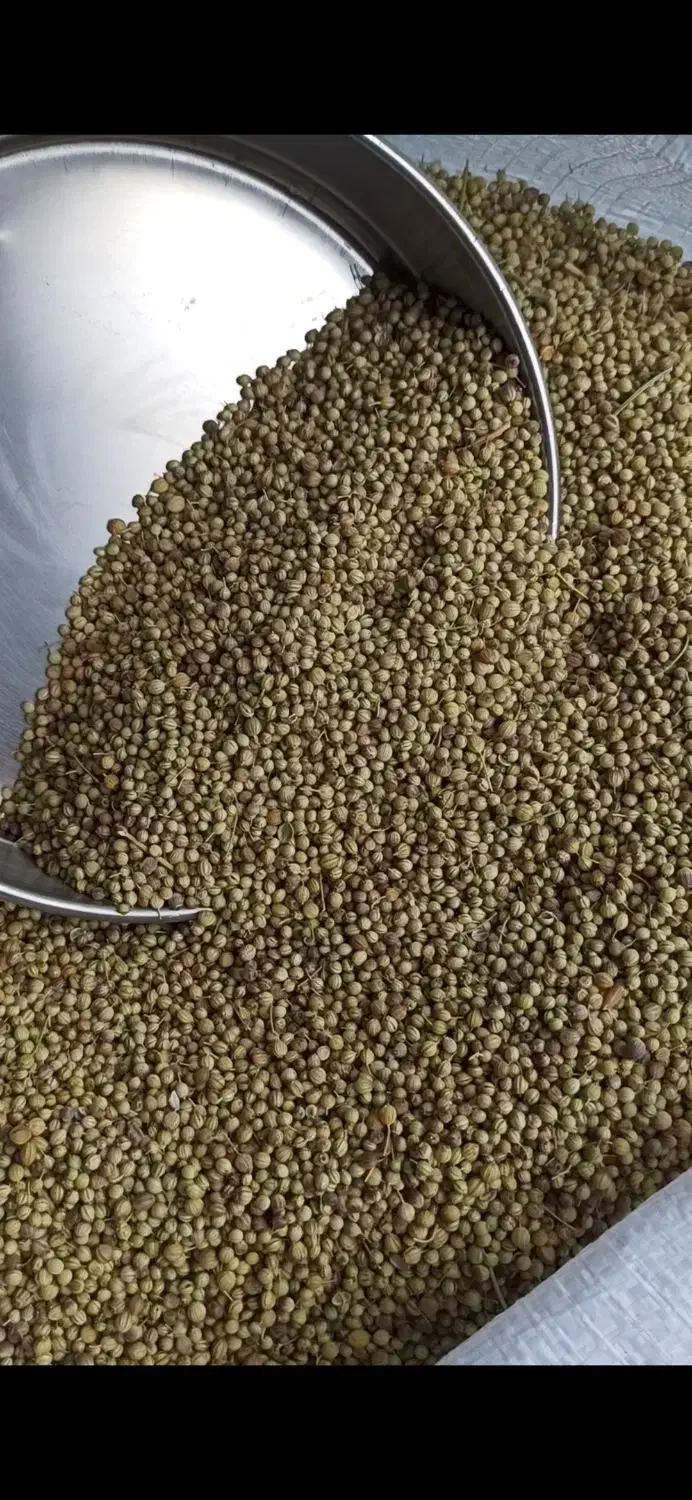 گشنیز بذری|عمده‌فروشی|نهاوند, |دیوار