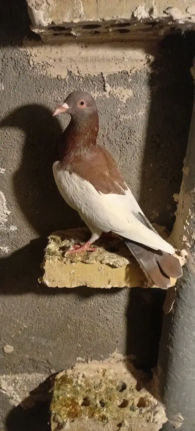 نریهودی|پرنده|بروجرد, |دیوار