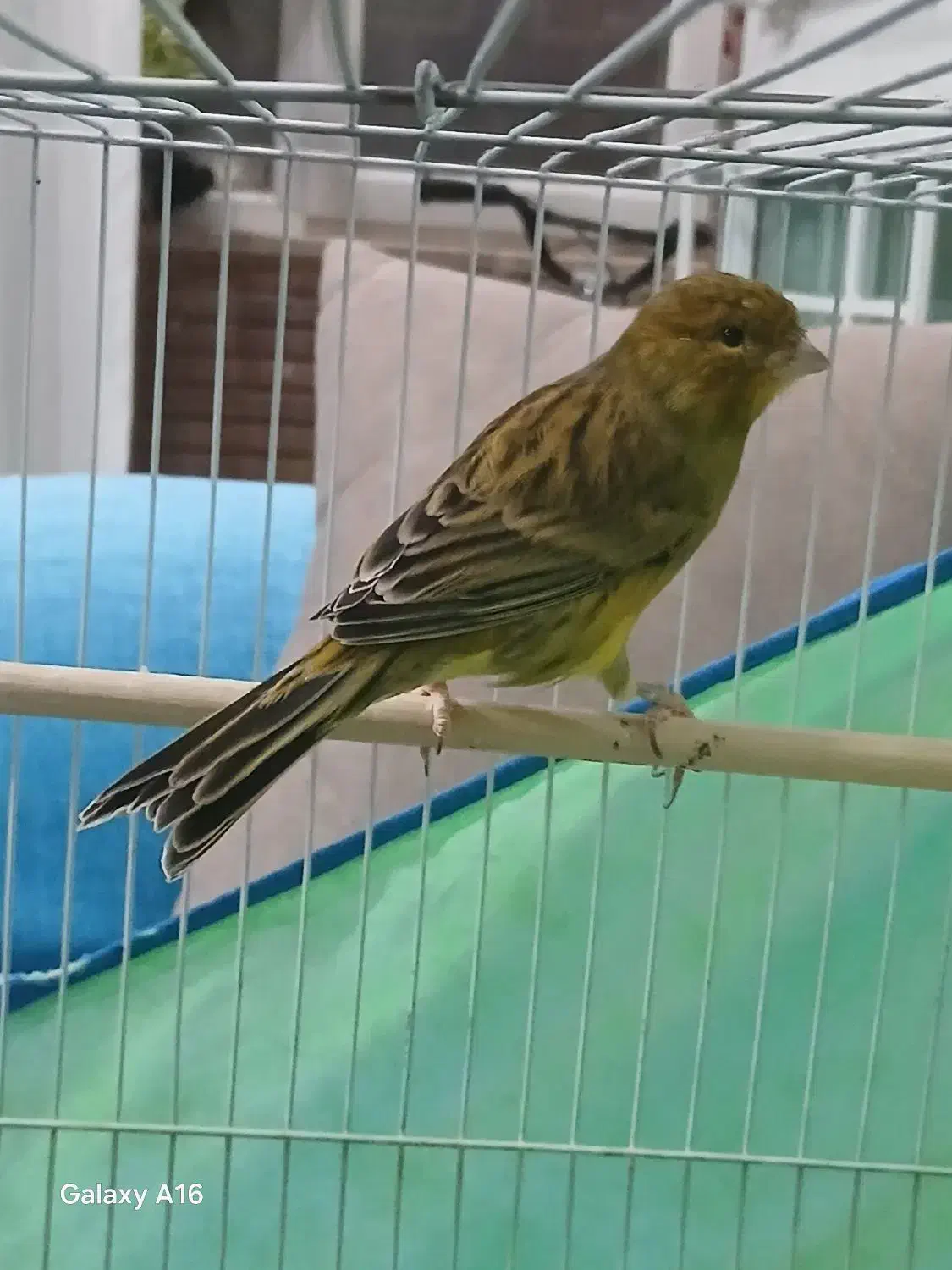 قناری|پرنده|پرند, فاز ۲|دیوار