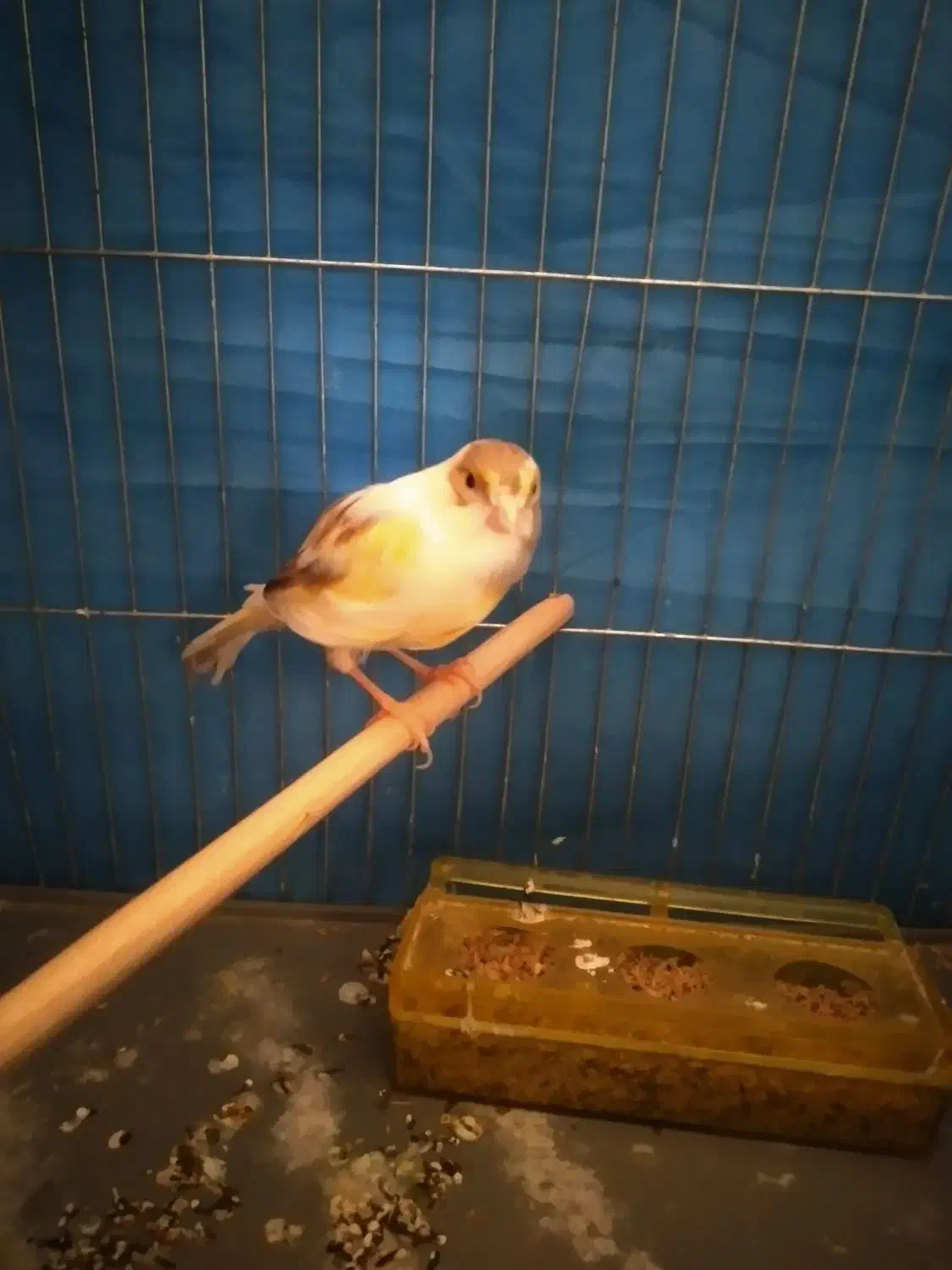 قناری|پرنده|بهار, |دیوار