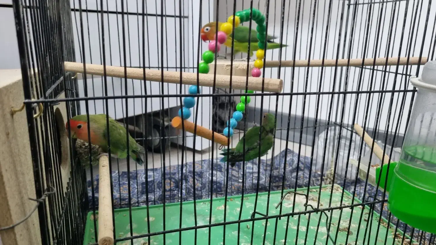 دو جفت کوتوله با یه جوجه|پرنده|اصفهان, بوستان ناژوان|دیوار