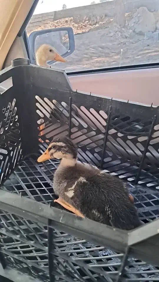 اردک|حیوانات مزرعه|رامشیر, |دیوار