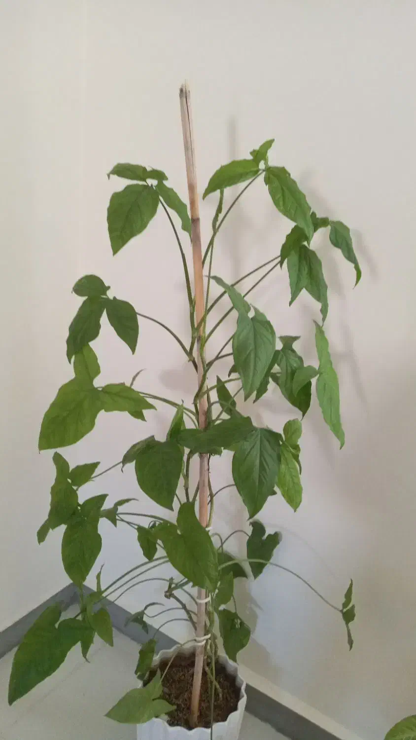 گل طبیعی|گل و گیاه طبیعی|دهلران, |دیوار