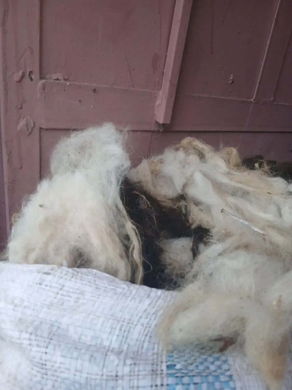 پشم گوسفندی پاییزه اعلا|عمدهفروشی|سنگر, |دیوار