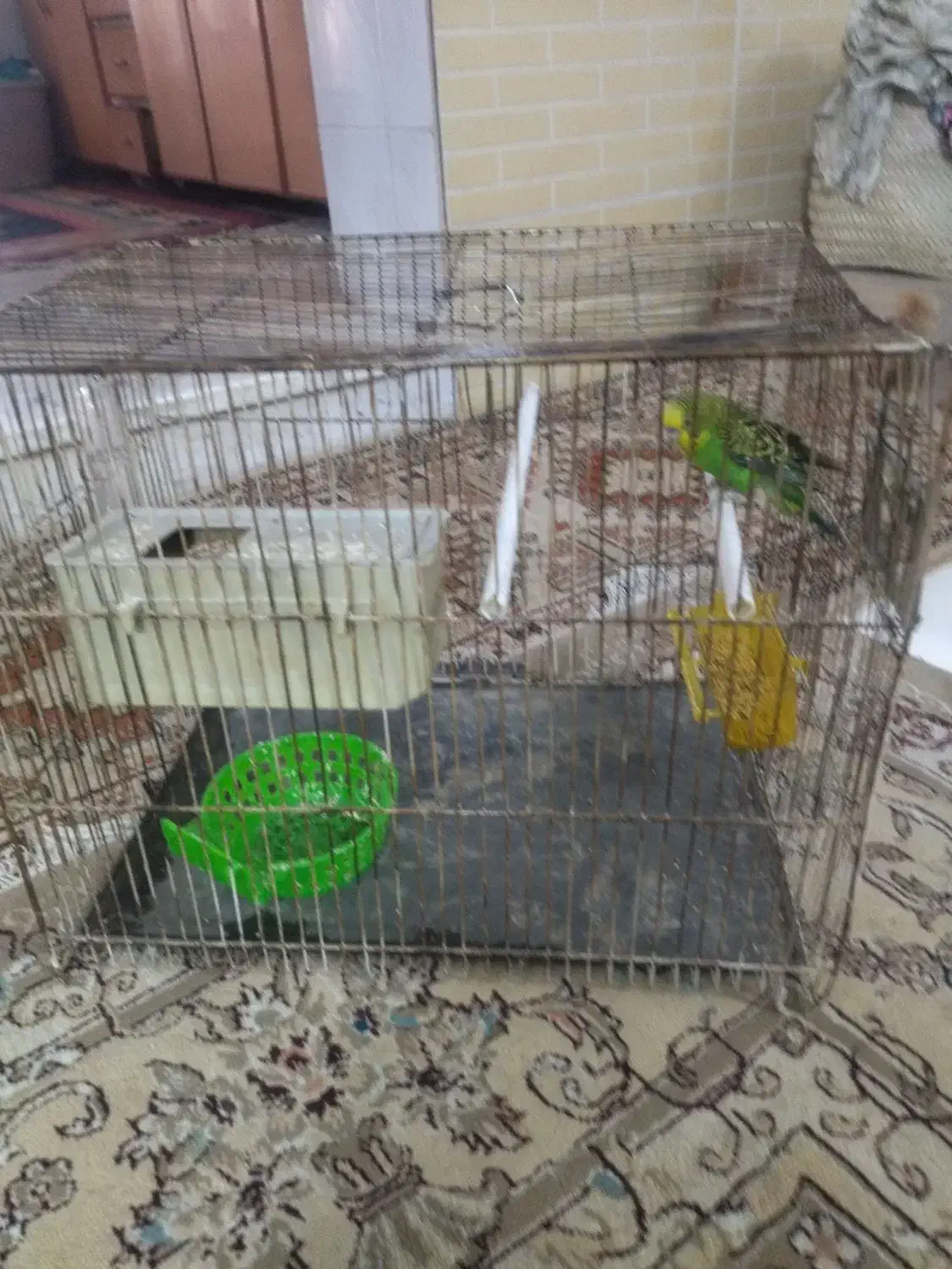 مرغ عشق|پرنده|مشهد, بهارستان|دیوار