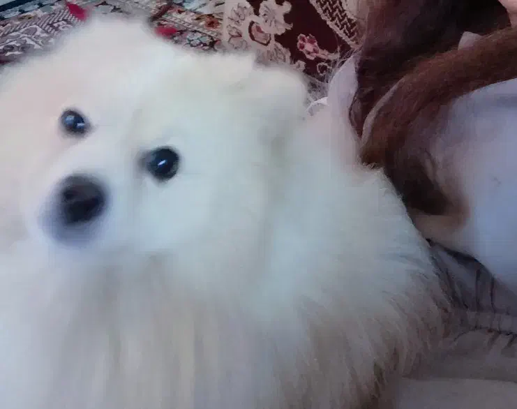 سگ پامرین|سگ|مشهد, هنرور|دیوار