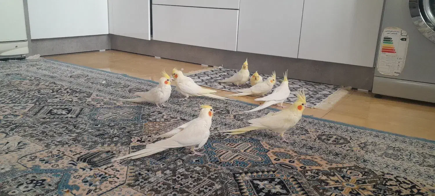 عروس هلندی|پرنده|عنبران, |دیوار