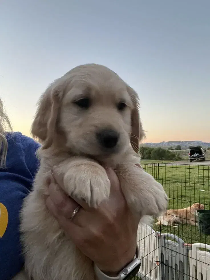 توله سگ گلدن رتریور اصیل و باهوش ـ آماده تحویل|سگ|تهران, قیطریه|دیوار