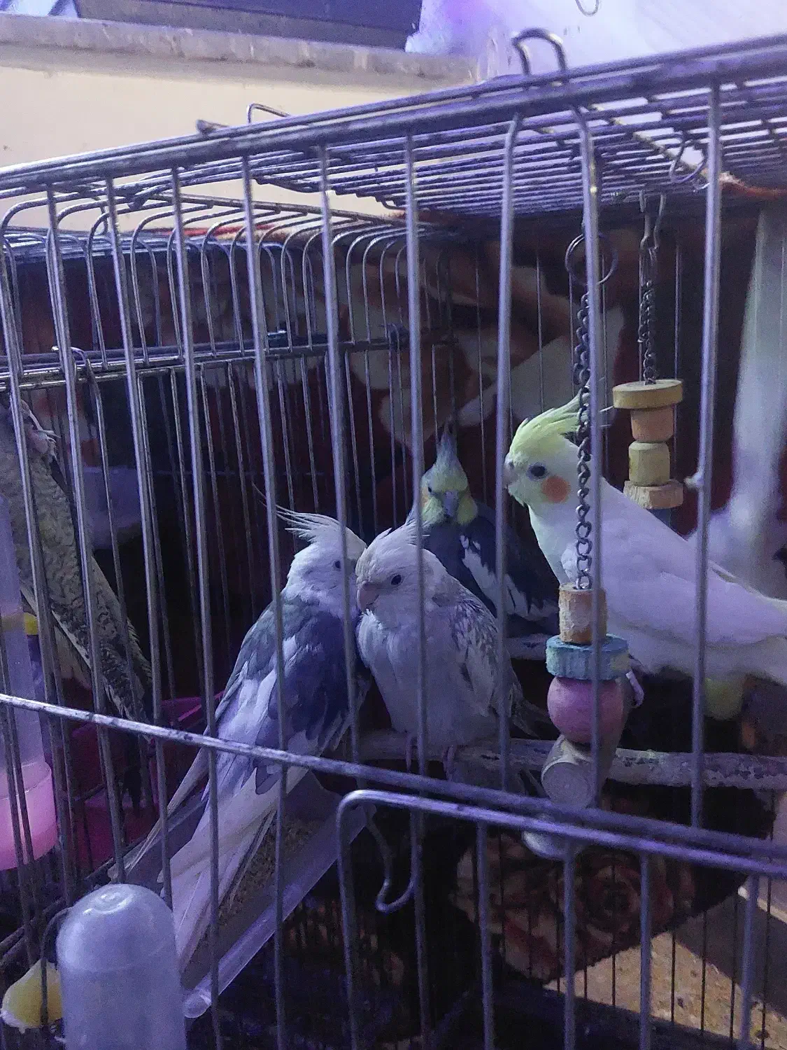 طوطی عروس و طوطی برزبلی|پرنده|رشت, پاره بیجار|دیوار