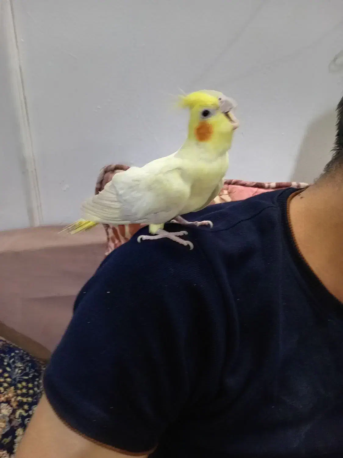 عروس هلندی دستی|پرنده|مشهد, هدایت|دیوار