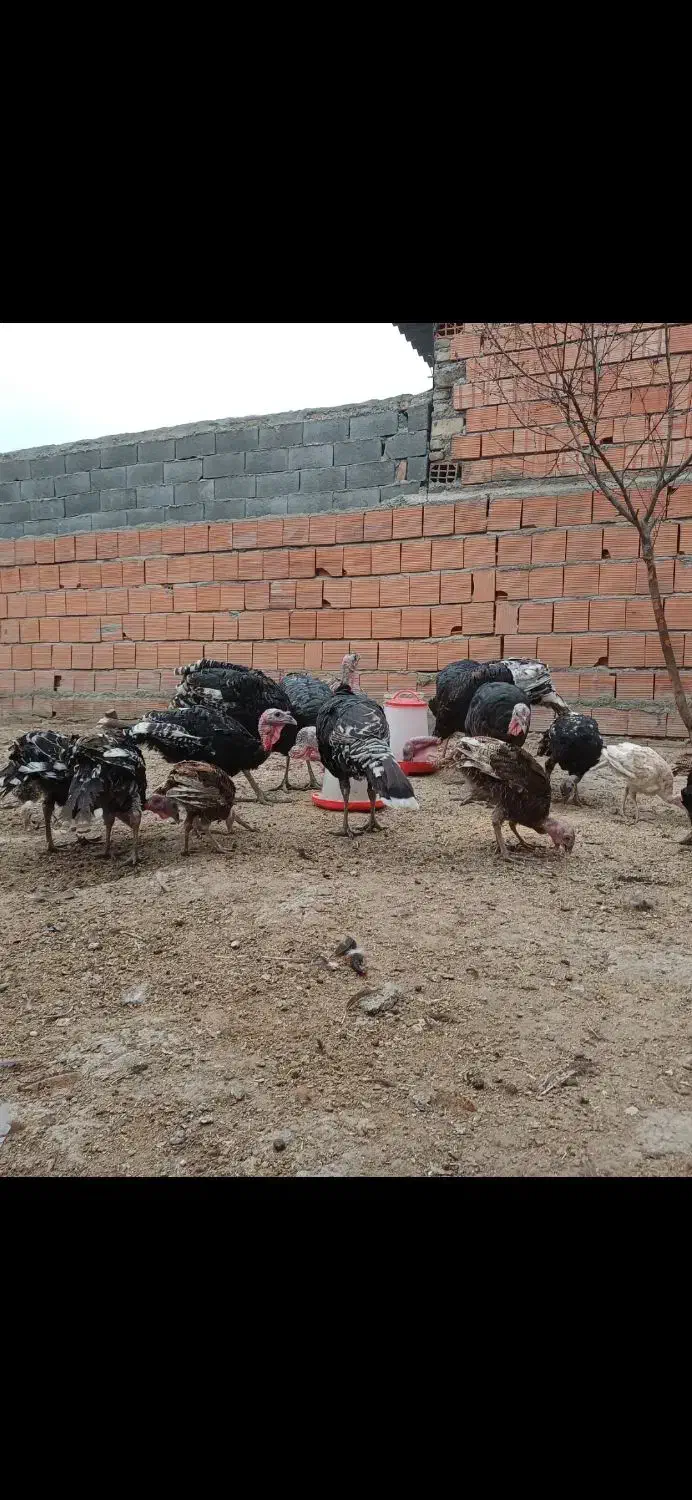 بوقلمون برنز ۶ ماهه و ۸ ماهه و ۱۰ ماهه|حیوانات مزرعه|گرگان, |دیوار