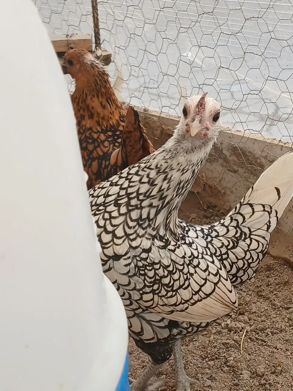 تخم نطفه دار و جوجه ۲۵روزه مرغ و خروس سبرایت|حیوانات مزرعه|الیگودرز, |دیوار