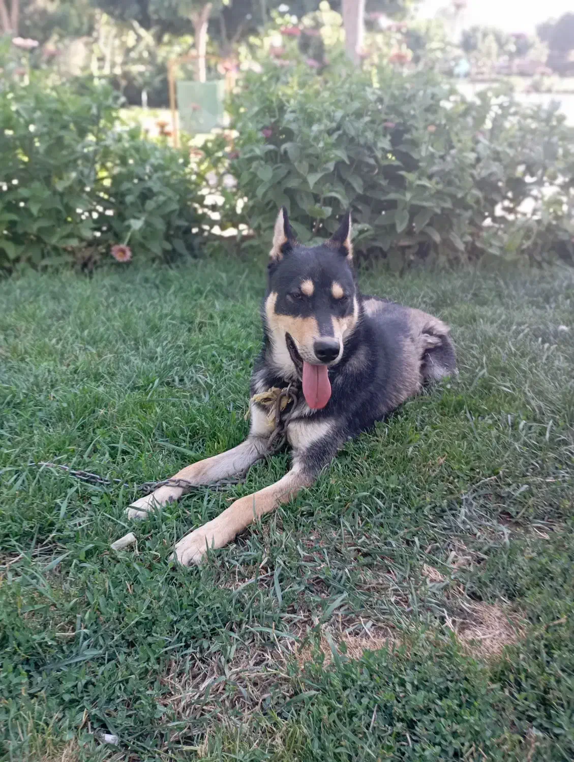 سگ هاسکی ژرمن|سگ|تربتحیدریه, پائین ولایت|دیوار