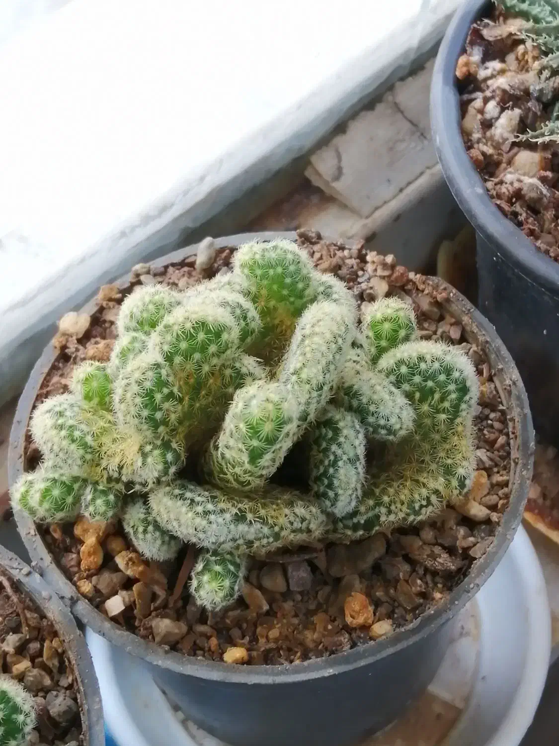 انواع و اقسام گل و کاکتوس و سانسوریا پُر|گل و گیاه طبیعی|بروجرد, |دیوار