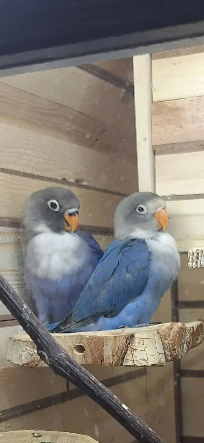 طوطی برزیلی فیشر|پرنده|ارومیه, |دیوار