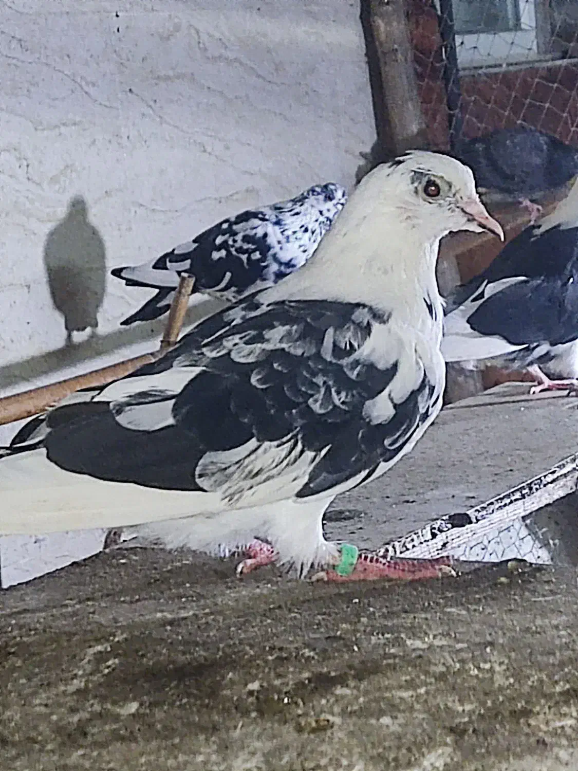 ۲۰ عدد جوجه پرشی بام ندیدی به فروش می رسد.|پرنده|کیاشهر, |دیوار