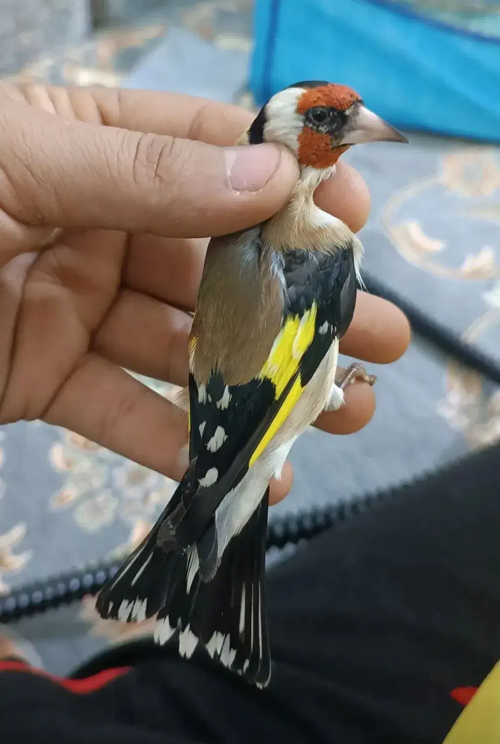 سهره هایه قدار و نمونه|پرنده|اردبیل, |دیوار