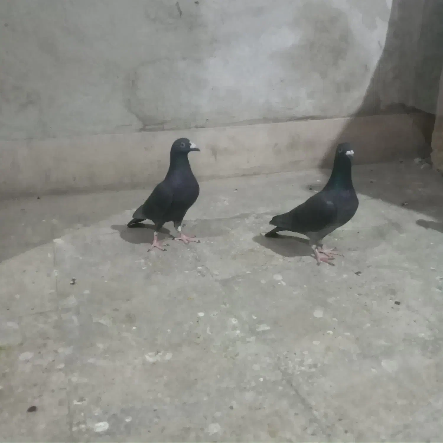 کبوتر فروشی|پرنده|لار, |دیوار