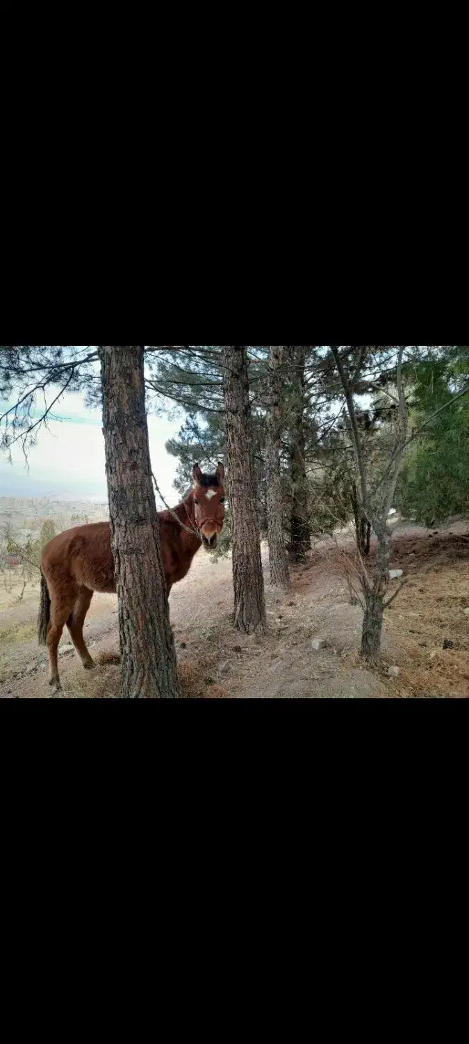 دوتا کره یکی نریکیش ماده|اسب و تجهیزات اسبسواری|تربتحیدریه, کلاته توکلی|دیوار