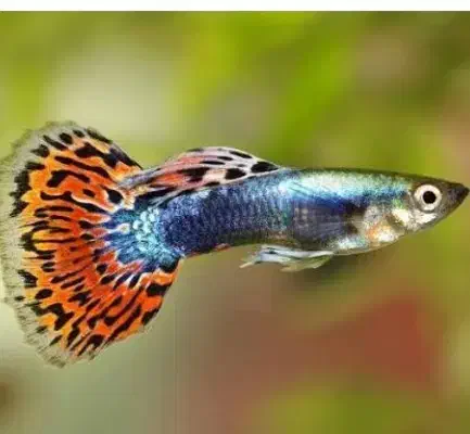 گپ تازه تاسیس خرید فروش ماهی|ماهی|زاهدان, |دیوار