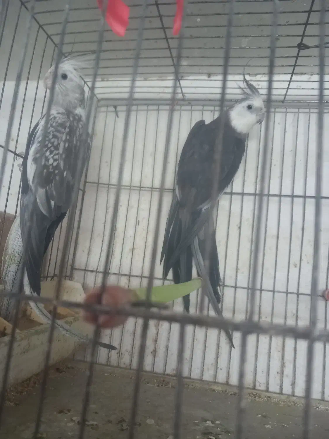 فروش عروس هلندی رنگ ها ی مختلف|پرنده|شلمان, |دیوار