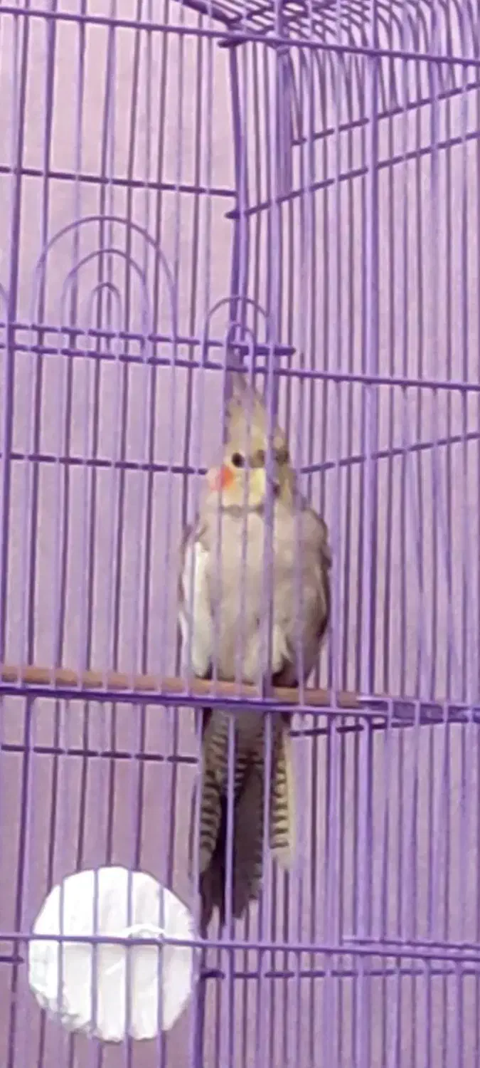 طوطی عروس من سمت مهرگان گل سرخ گم شده|پرنده|قزوین, |دیوار