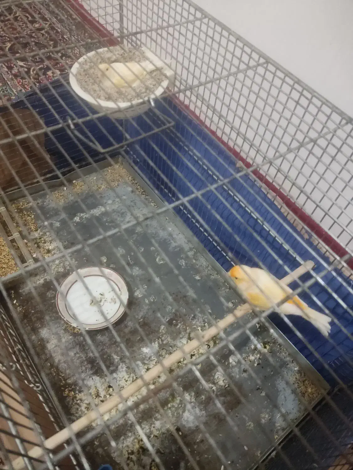 جفت قناری روی تخم|پرنده|سیرجان, |دیوار