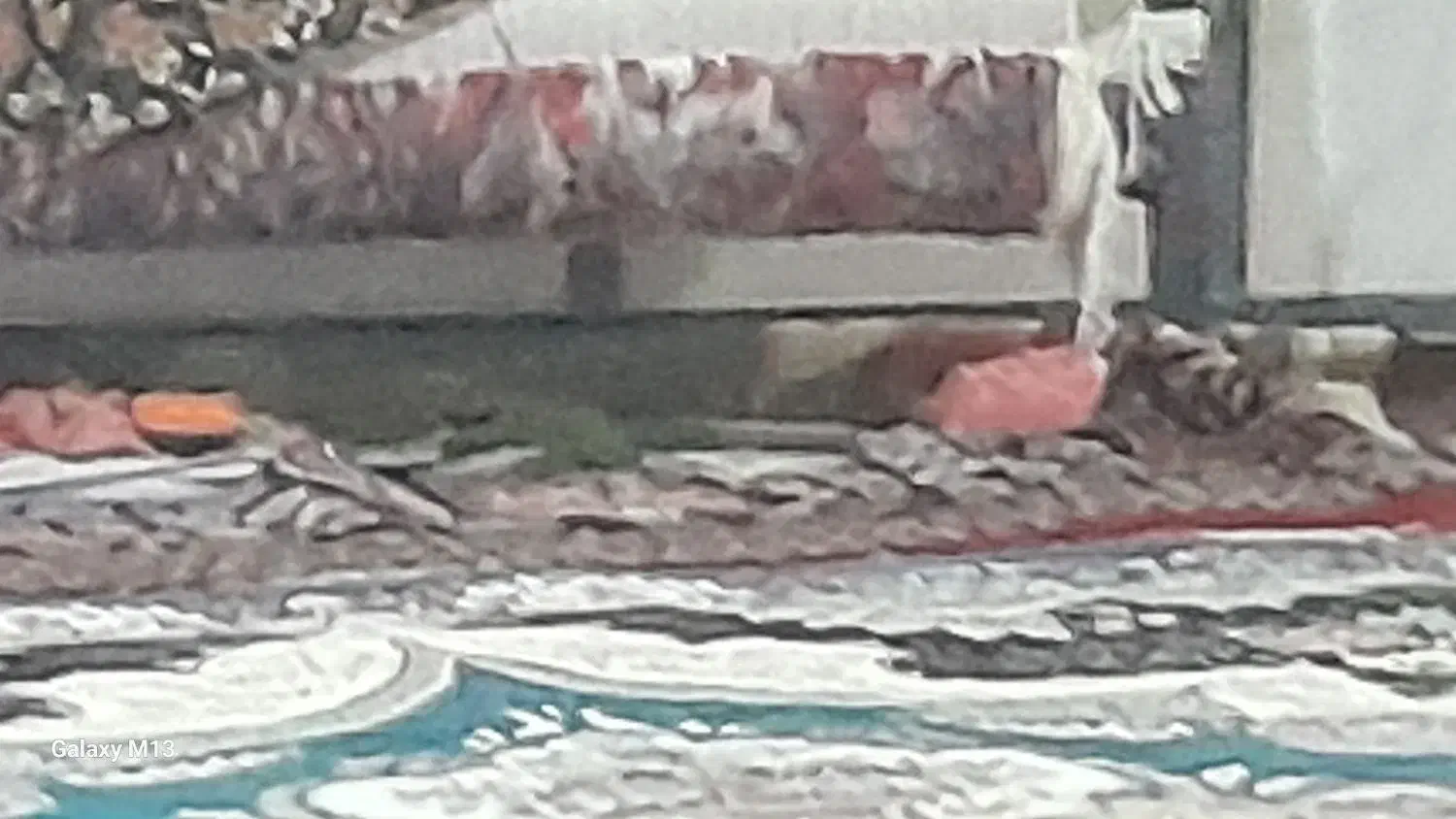 فرش زرع و نیم بافنده فروش|فرش|همدان, |دیوار