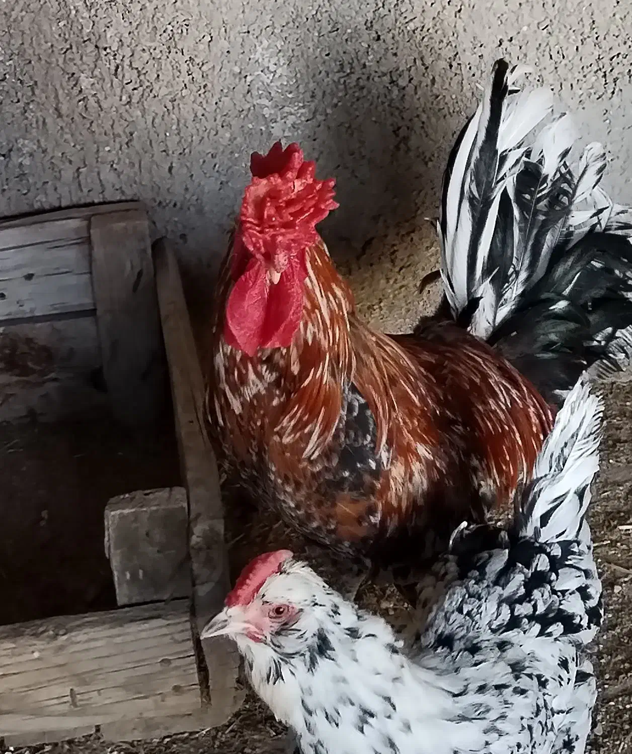 تعداد 15 عدد تخم مرغ گلین تازه|خوردنی و آشامیدنی|برازجان, |دیوار