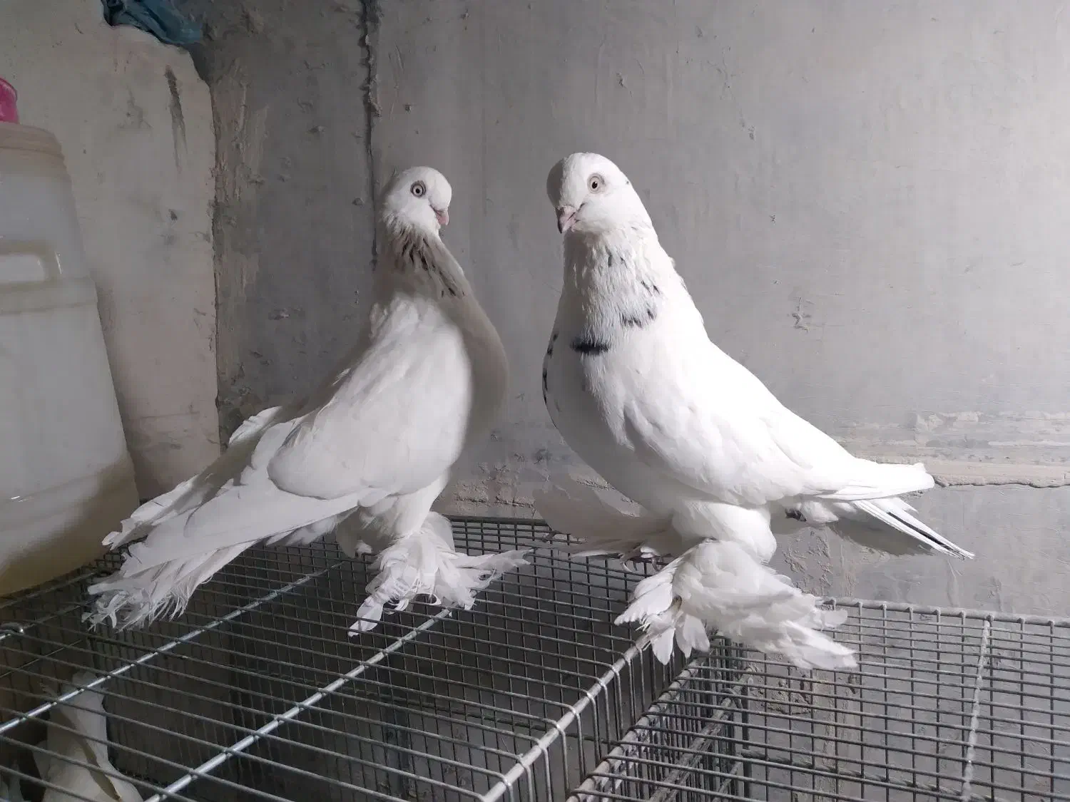 فروش ۱ جفت کبوتر  لانگ فیس و ۱ جفت نوک ریز|پرنده|بروجن, |دیوار