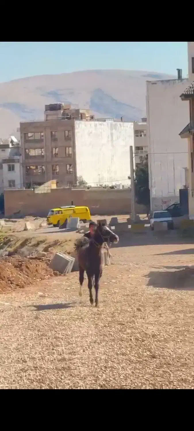 کره مادیون 1ساله|اسب و تجهیزات اسب‌سواری|جره و بالاده, |دیوار