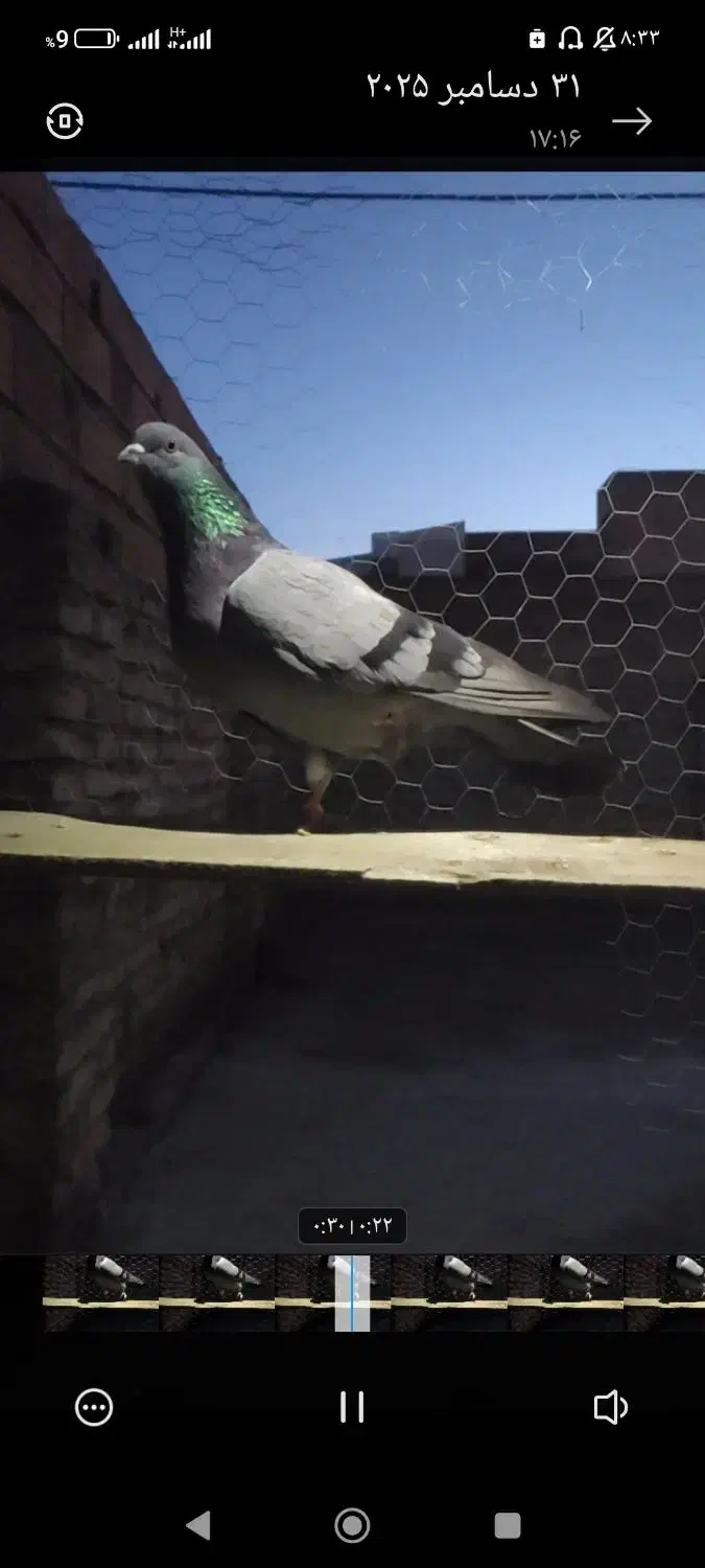 کبوتر|حیوانات|بندر ترکمن, |دیوار