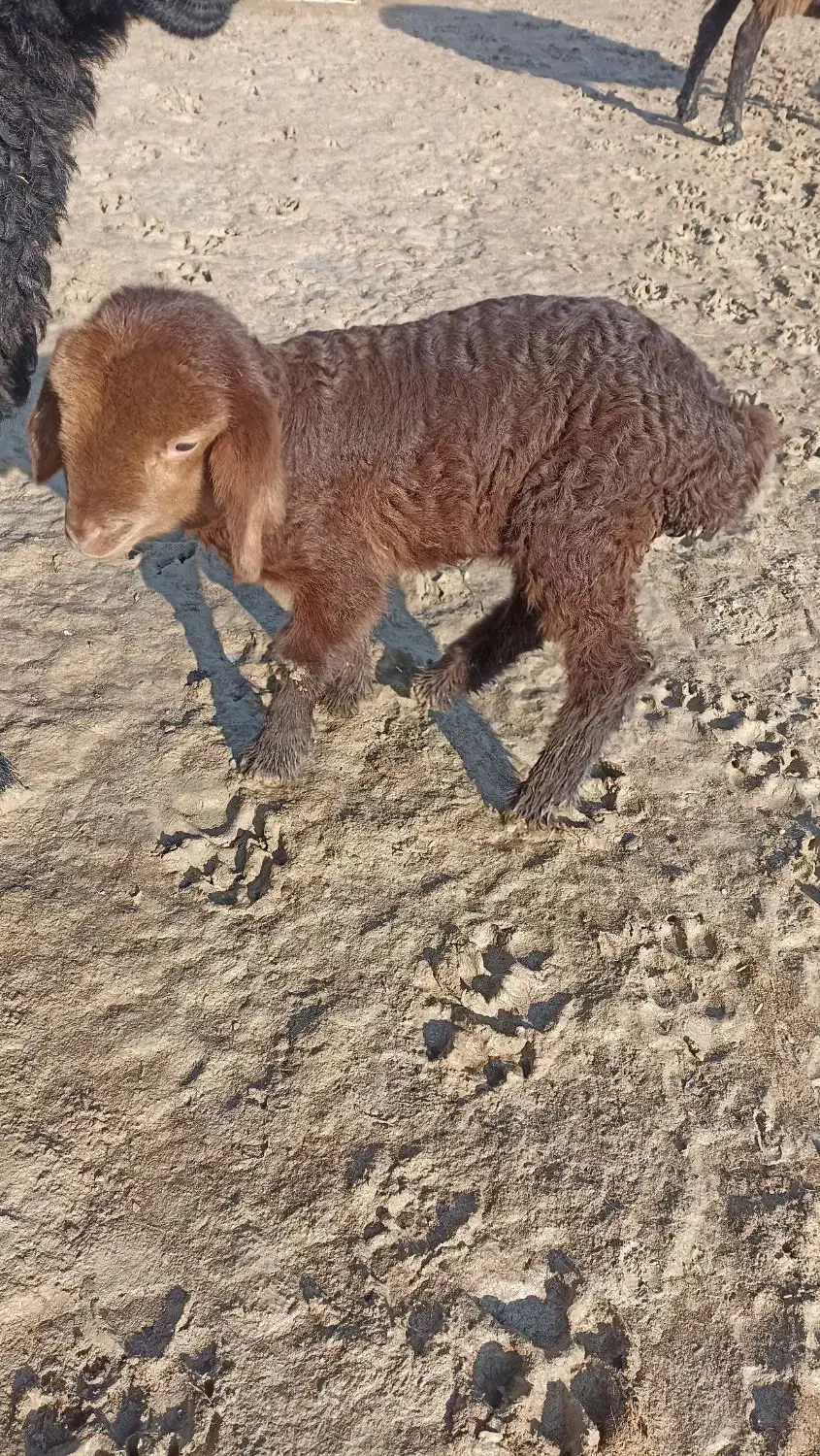 یع بره شیری|حیوانات مزرعه|شیروان (خراسان), |دیوار