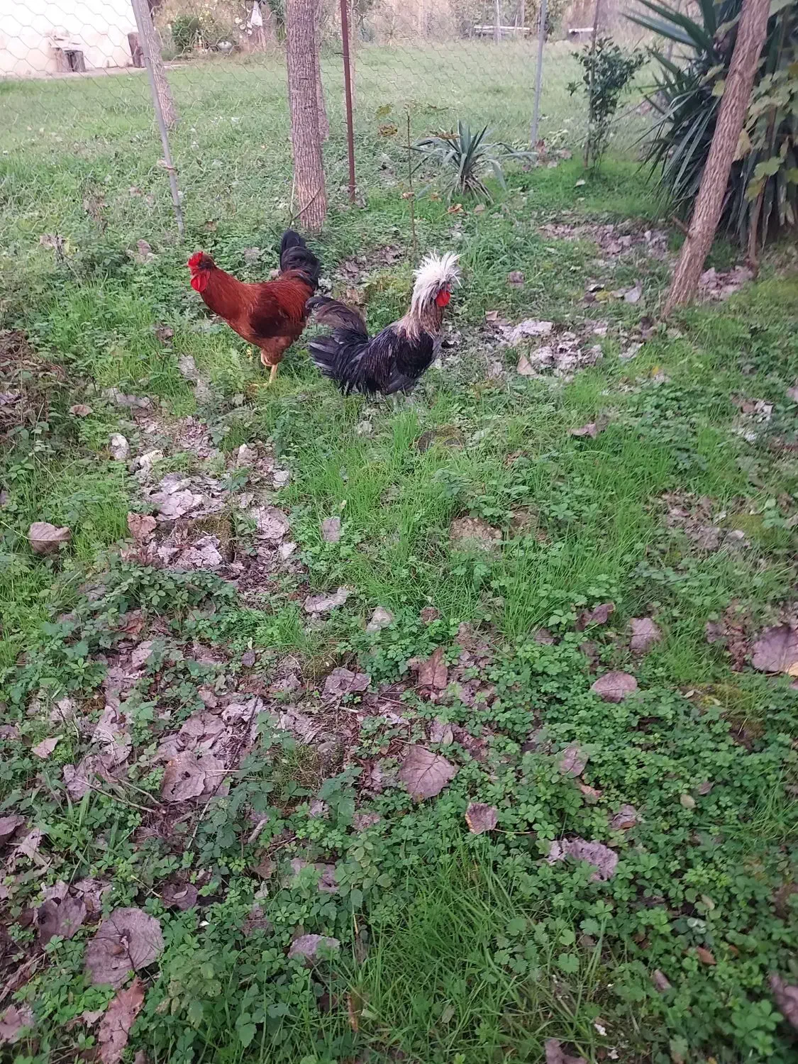 خروس لهستانی و خروس اصلاح شده گلپایگانی|حیوانات مزرعه|رشت, گلسار|دیوار