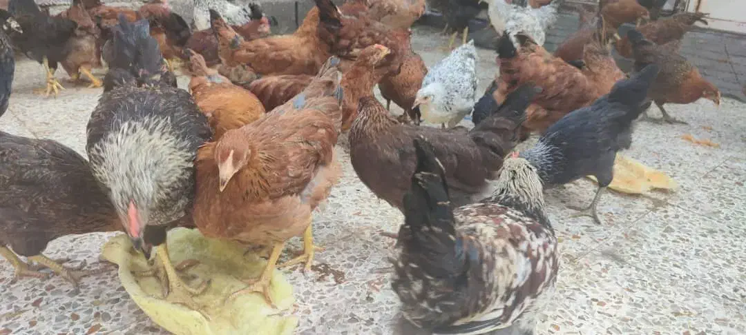 مرغ و خروس محلی|حیوانات مزرعه|بهبهان, |دیوار