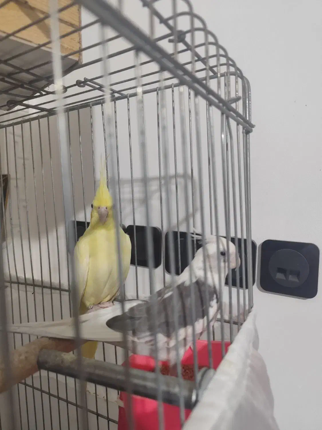 عروس هلندی مولد بی نظیر|پرنده|صباشهر, |دیوار