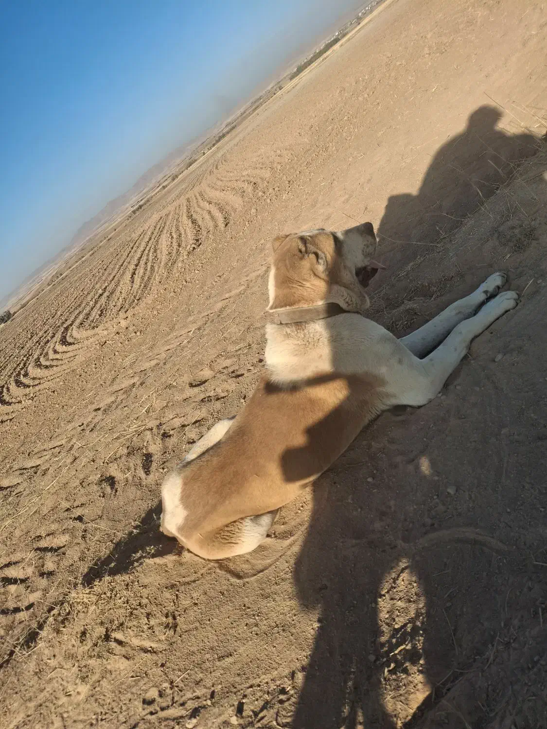 واگذاری سگ|سگ|سجاس رود, |دیوار