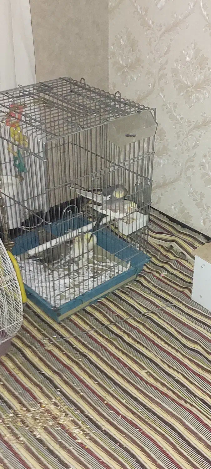 گمشده عروس هلندی گل باقالی|حیوانات|اصفهان, تیران|دیوار