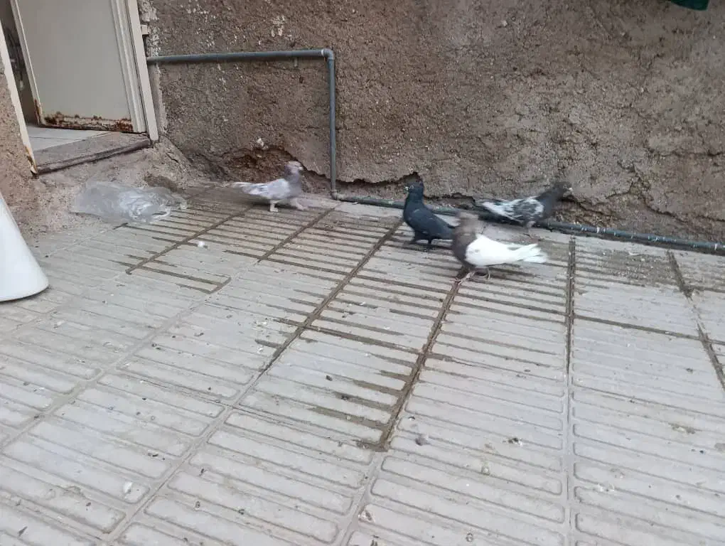 کبوتر|پرنده|فسا, |دیوار