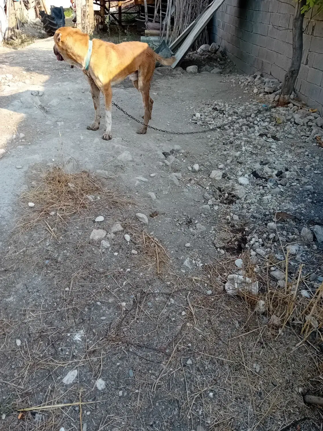 نجات افغان|سگ|گرگان, |دیوار