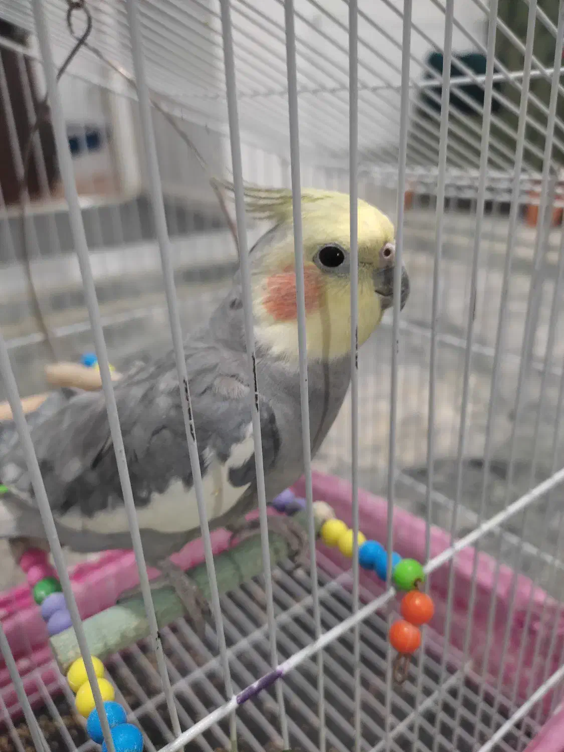 عروس هلندی نر|پرنده|رباط‌کریم, شترخوار|دیوار